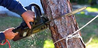 Trusted Center Hill, FL Tree Care Experts