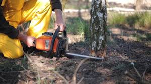 How Our Tree Care Process Works  in  Center Hill, FL